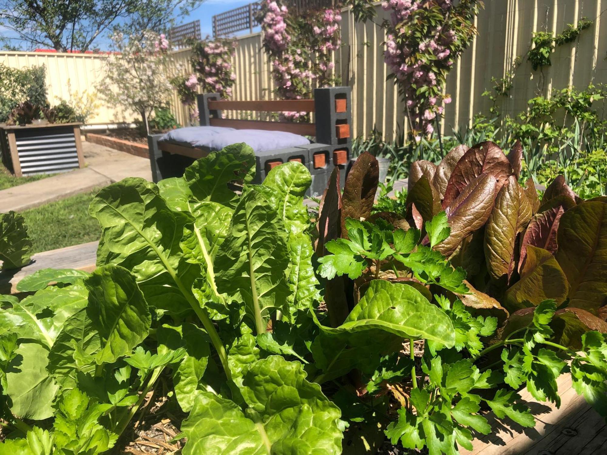 Lovely Budget Vegan Homestay Launceston Extérieur photo