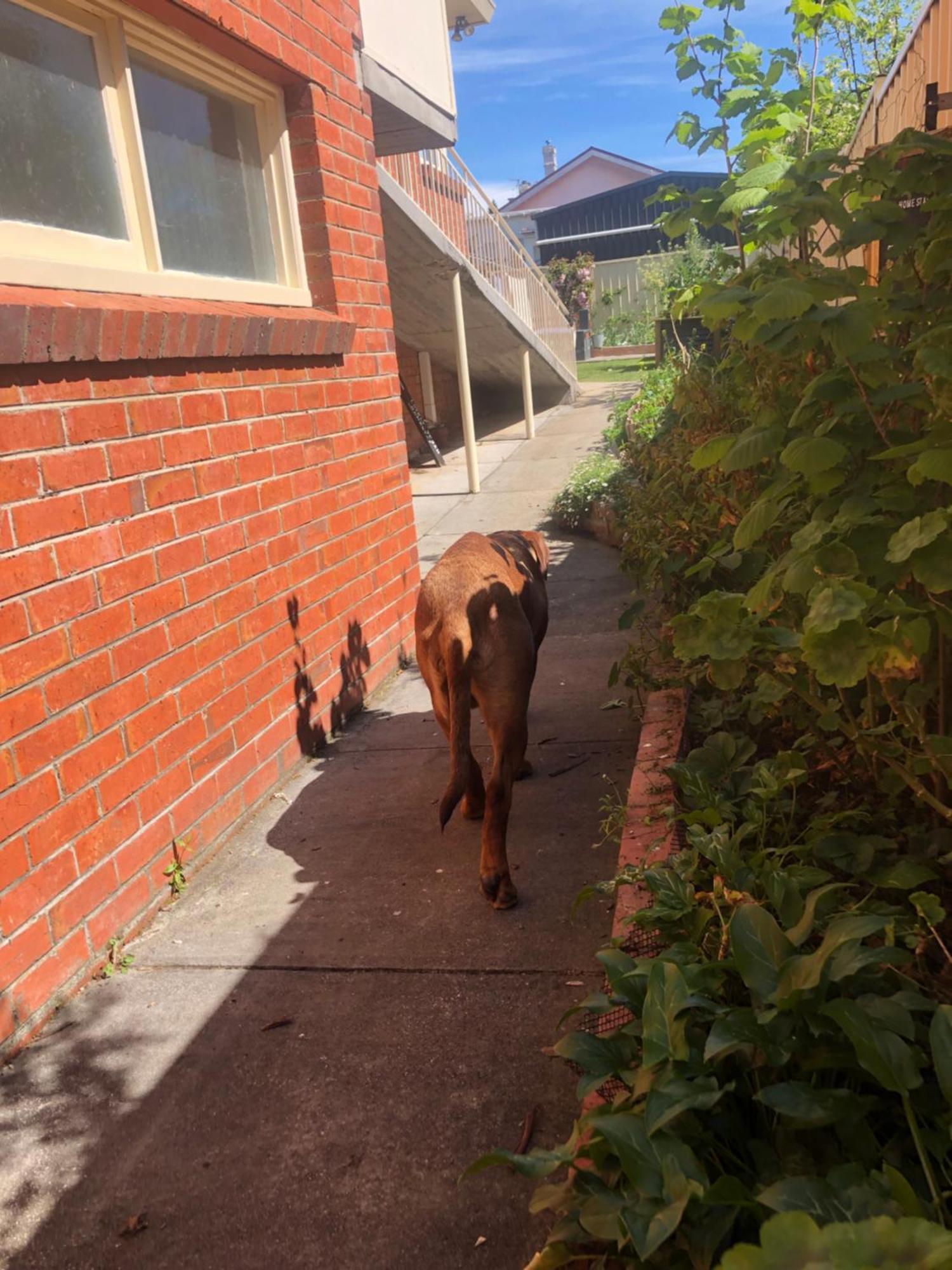 Lovely Budget Vegan Homestay Launceston Extérieur photo